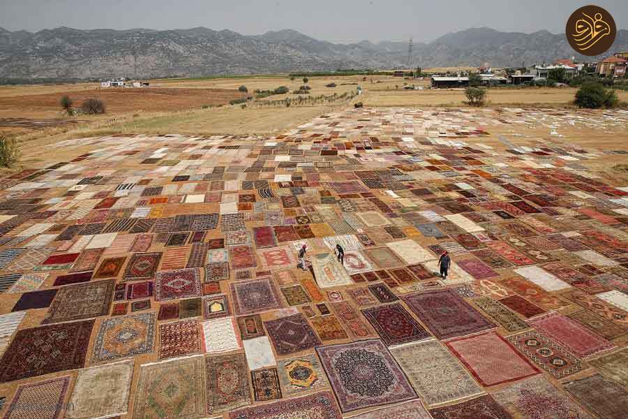 2 | پهن کردن فرش های دستباف در زمین‌ کشاورزی