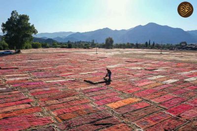 8 | پهن کردن فرش های دستباف در زمین‌ کشاورزی