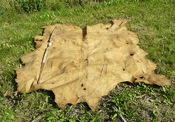 پوست اولین زیرانداز ایرانیان